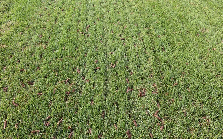 Lawn core aeration in St. George, UT